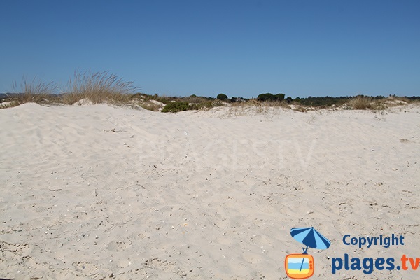 Voyeurs dans les dunes de l'ile de Cabanas